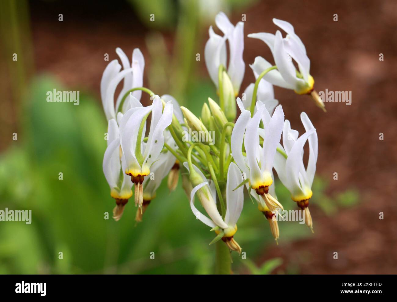 Shooting Star, Eastern Shooting Star, Pride of Ohio, American Cowslip, Roosterheads o Prairie Pointers, Primula meadia, SYN. Dodecatheon meadia. Foto Stock