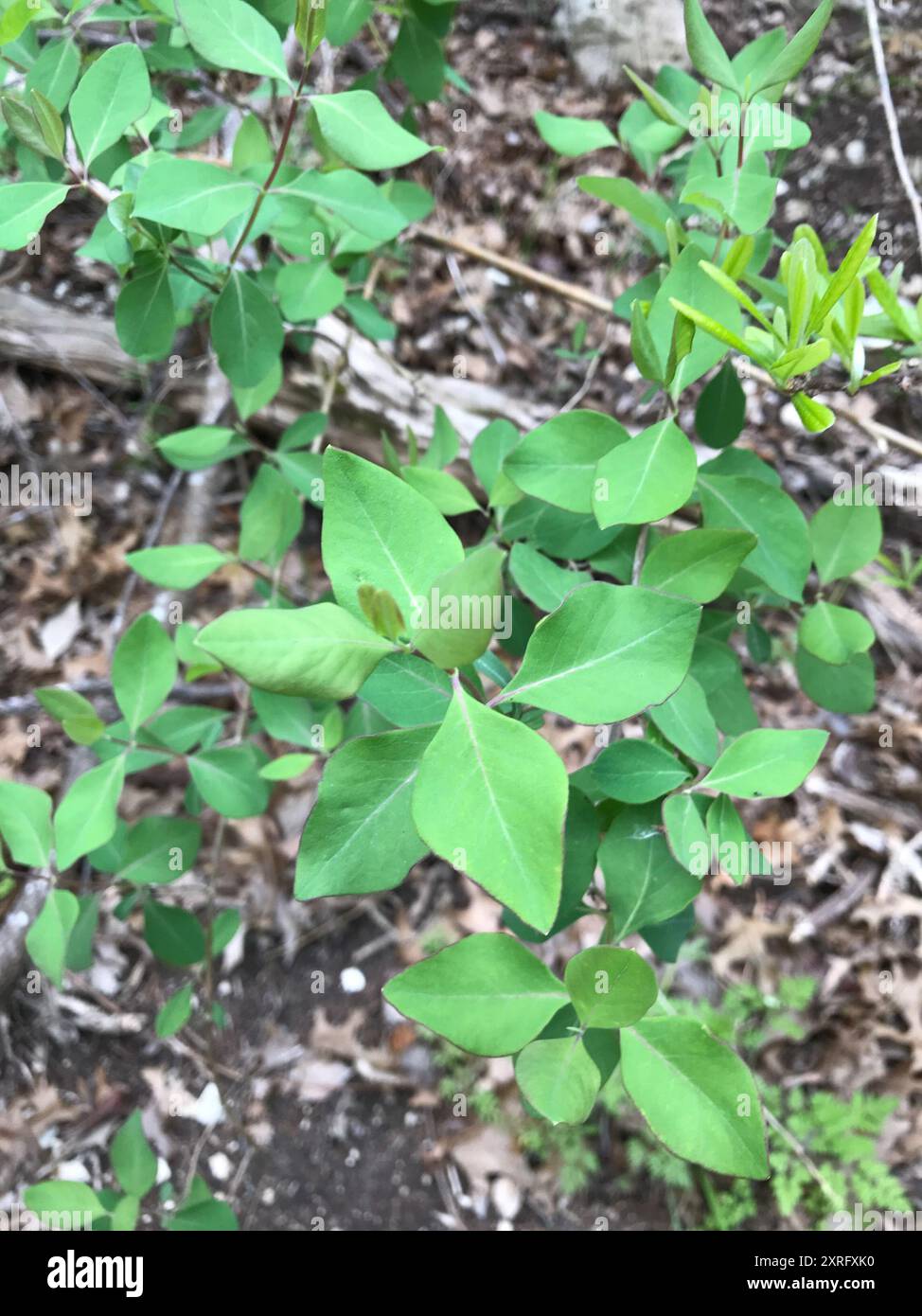 Caprifoglio bianco occidentale (Lonicera albiflora) Plantae Foto Stock