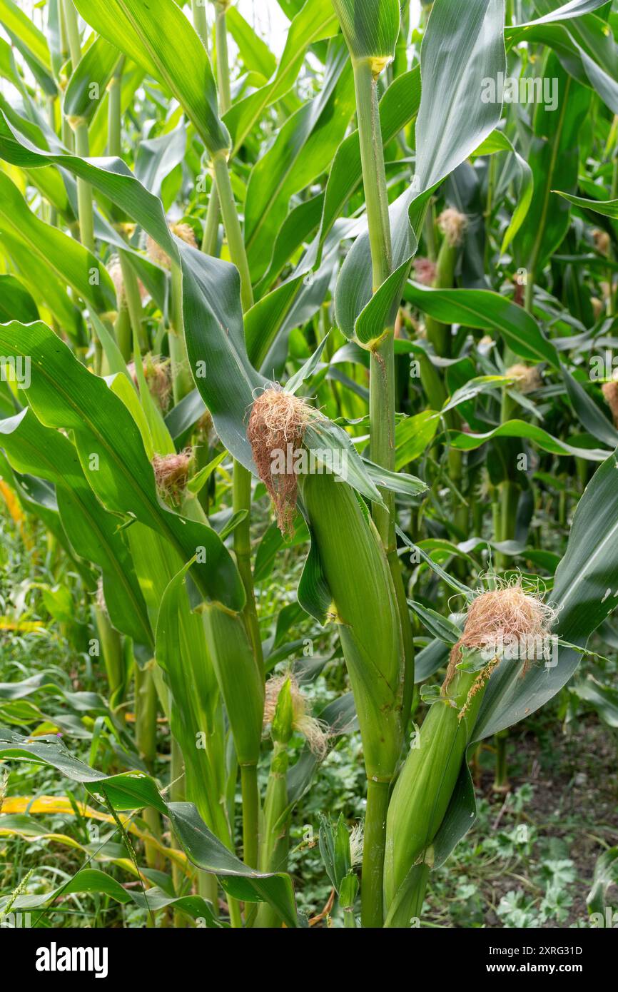 Il mais, chiamato anche mais (Zea mays), cresce in un campo nell'Hampshire, Inghilterra, Regno Unito Foto Stock