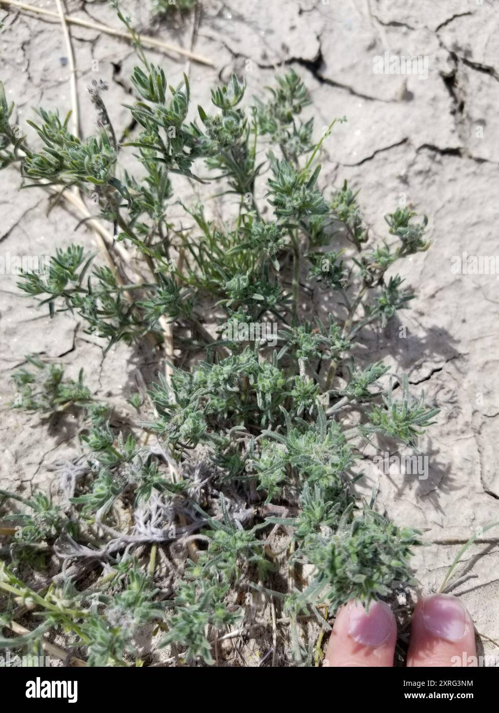 Fivehorn smotherweed (Bassia hyssopifolia) Plantae Foto Stock