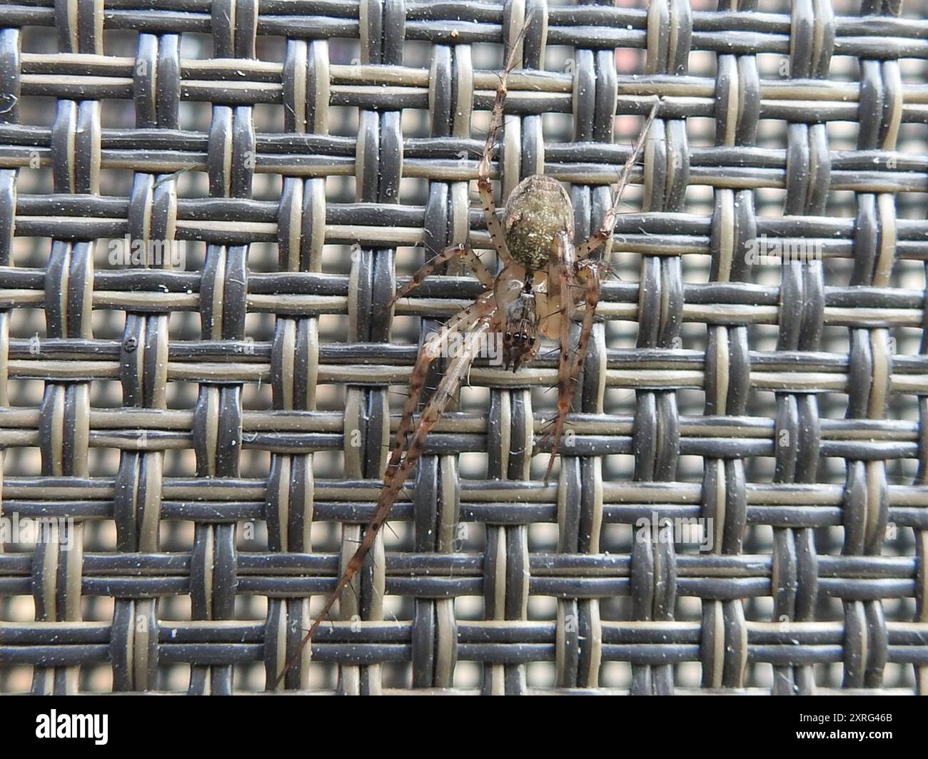 Tessitore d'oro ombreggiato (Metellina merianae) Arachnida Foto Stock