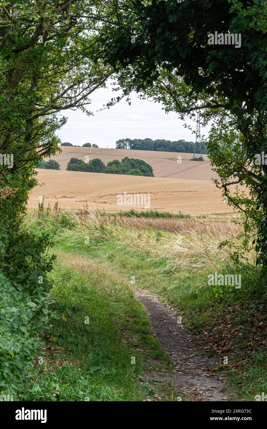 Vista del sentiero pedonale Wayfarers Walk, un percorso a piedi a lunga distanza, sull'Hampshire Downs vicino a Kingsclere, Inghilterra, Regno Unito Foto Stock