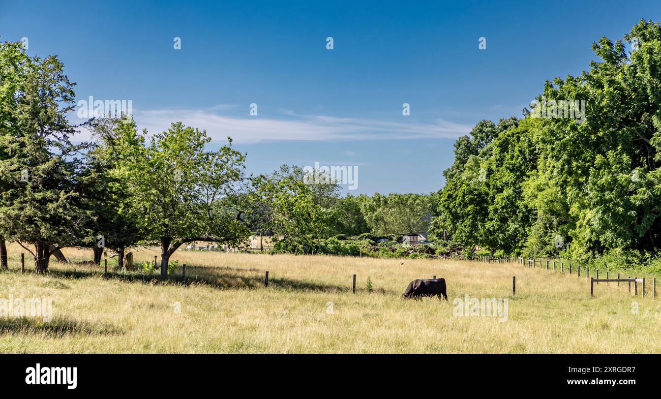una sola mucca nera in un campo sul bivio nord Foto Stock