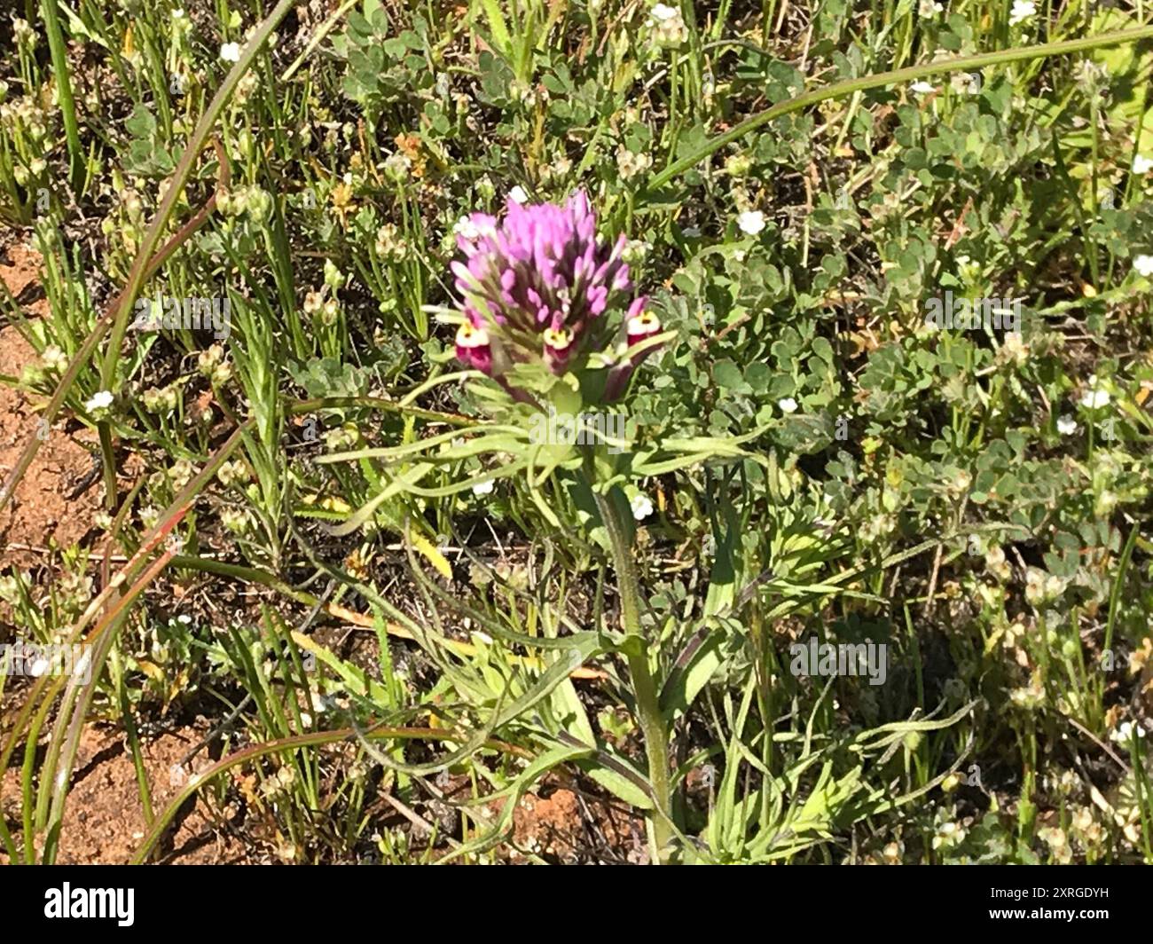 Pennello indiano Denseflower (Castilleja densiflora) Plantae Foto Stock