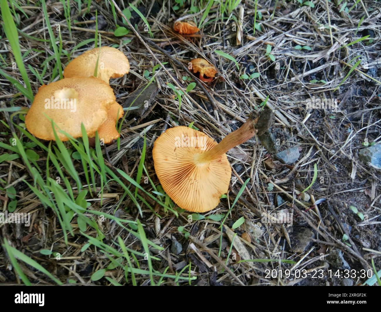 Funghi Rustgill (Gymnopilus sapineus) Foto Stock