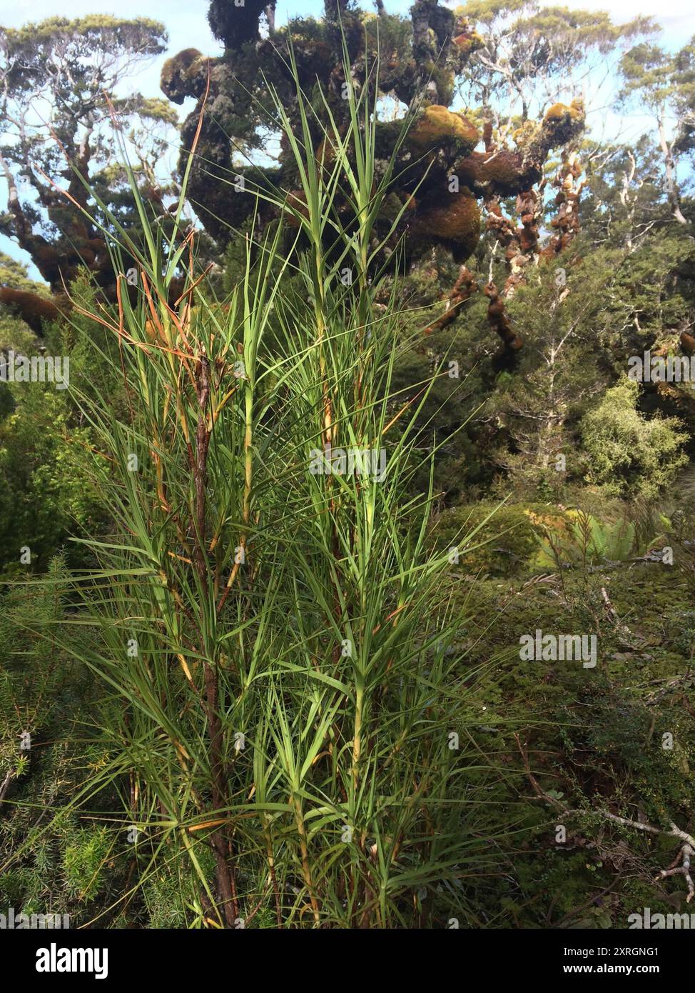 Inaka (Dracophyllum longifolium) Plantae Foto Stock