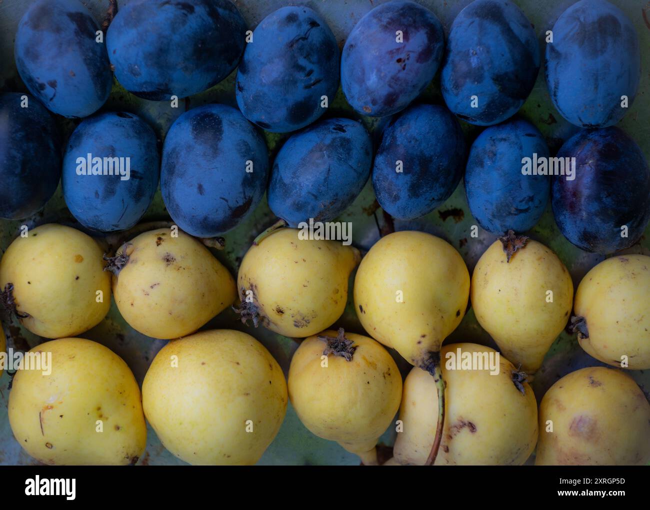 Installazione di frutta, simile alla bandiera dell'Ucraina, la terra di abbondanza Foto Stock