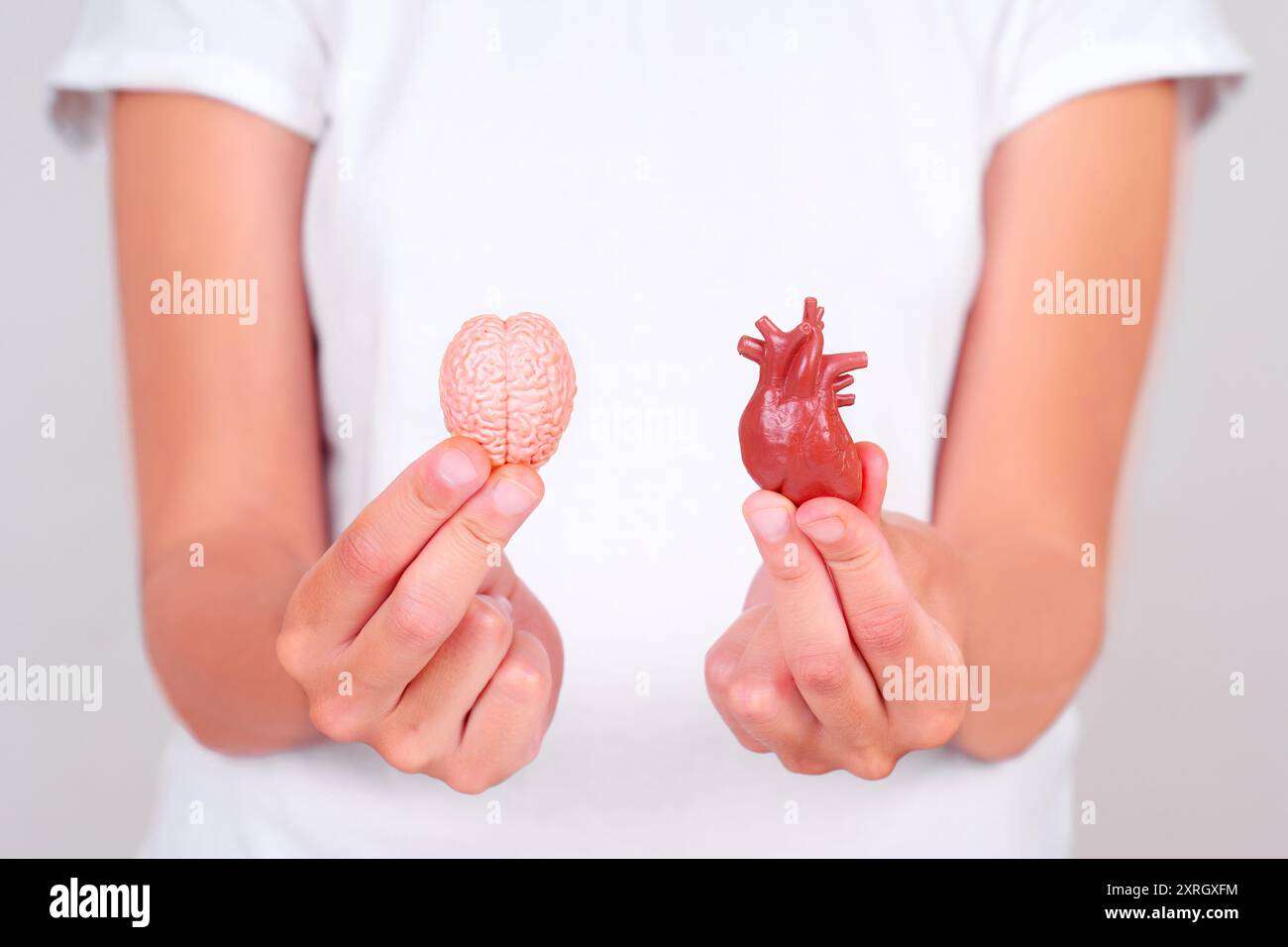 Mani che tengono modelli anatomici di cervello e cuore, illustrano il contrasto tra funzioni cognitive ed emotive nel corpo umano, promuovendo Foto Stock