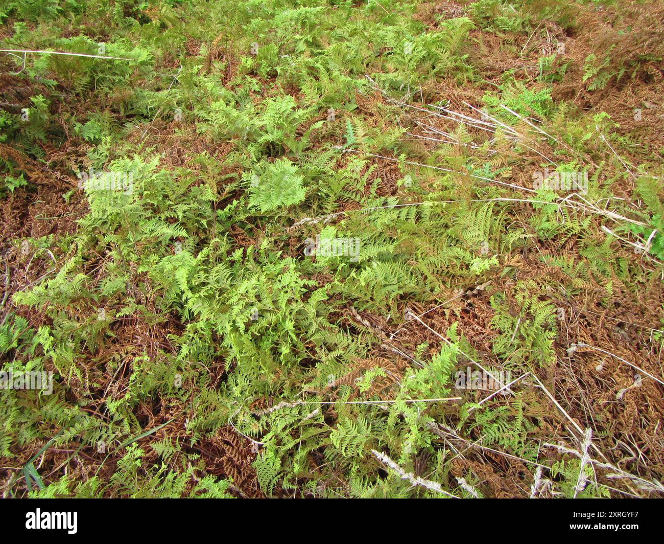 Felce dura (Paesia scaberula) Plantae Foto Stock