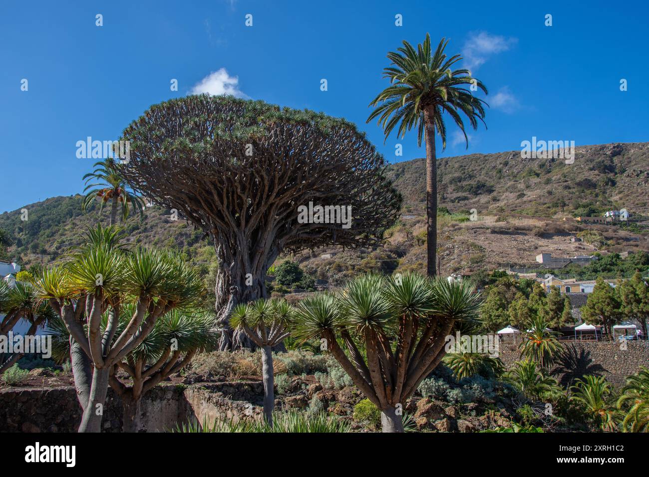 Il "Drago Milenario" è un albero di drago delle Canarie a Icod de los Vinos, sull'isola di Tenerife Foto Stock