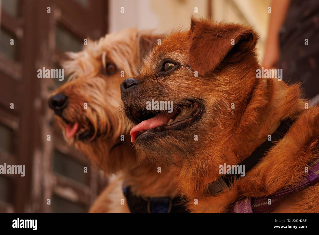 Turismo con cani durante una visita a Bocairent, non lasciarli a casa Foto Stock