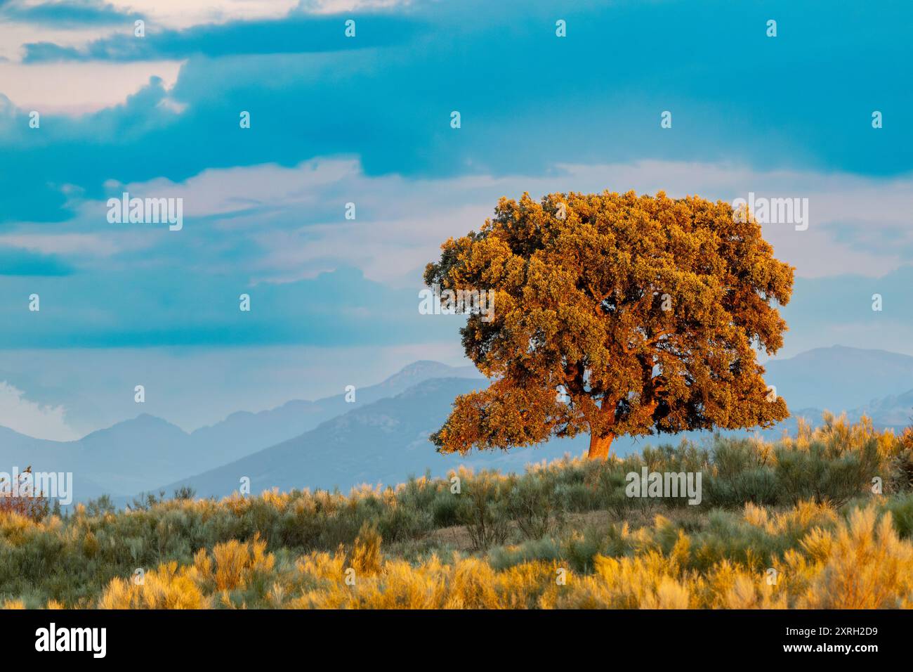 Lonely Holm Oak in Estremadura Spagna Foto Stock