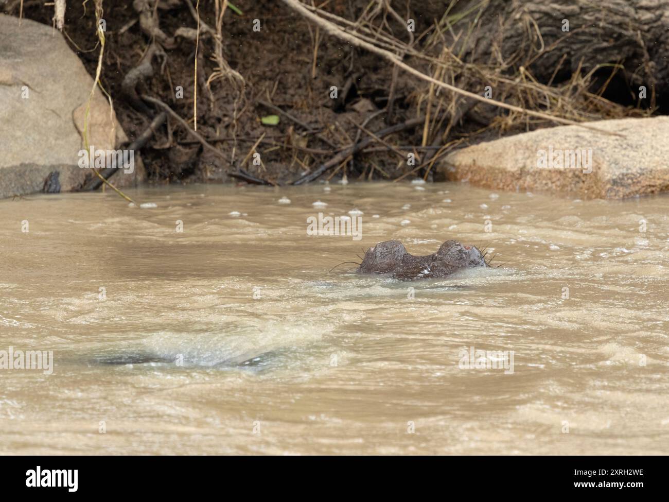 Un toro ippopotamo si snoda in un'acqua di schiena nel suo territorio. Anche se possono immergersi quando dormono, la loro respirazione è una risposta automatica Foto Stock