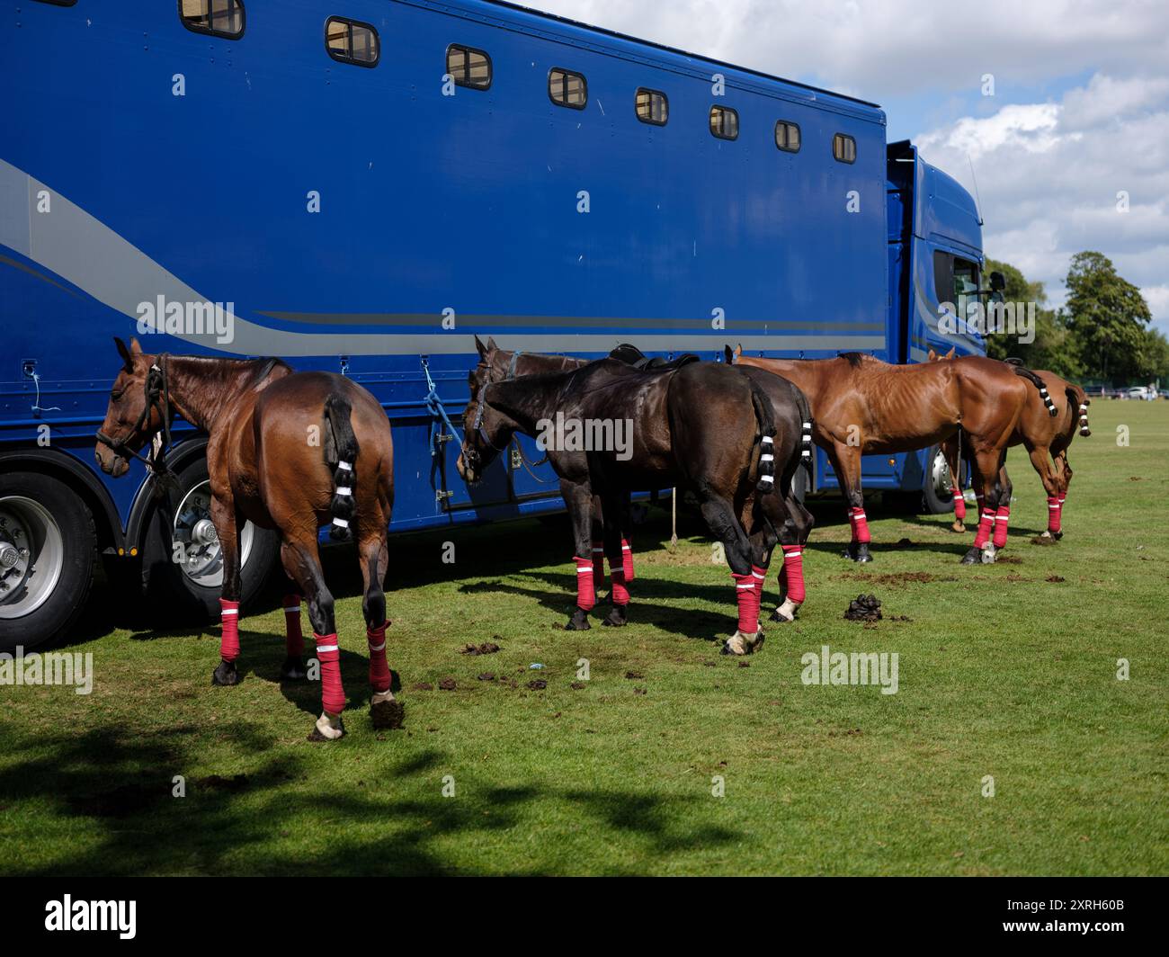 I cavalli si sono schierati accanto a un rimorchio per cavalli in occasione di un evento di polo nel Phoenix Park, nella città di Dublino, Irlanda. Foto Stock