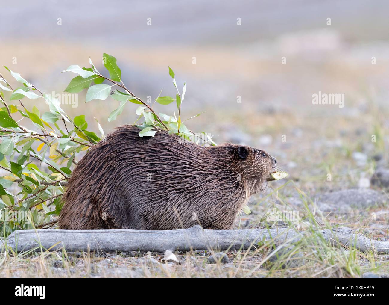 Castoro (Castor canadensis), roditori semiacquatici dell'emisfero settentrionale Foto Stock