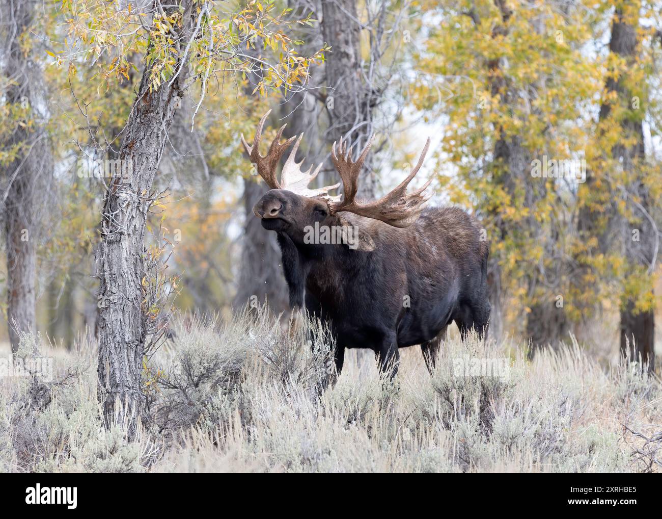 Large Bull Moose Shoshone (Alces alces) durante il rut, Grand Teton National Park, Foto Stock