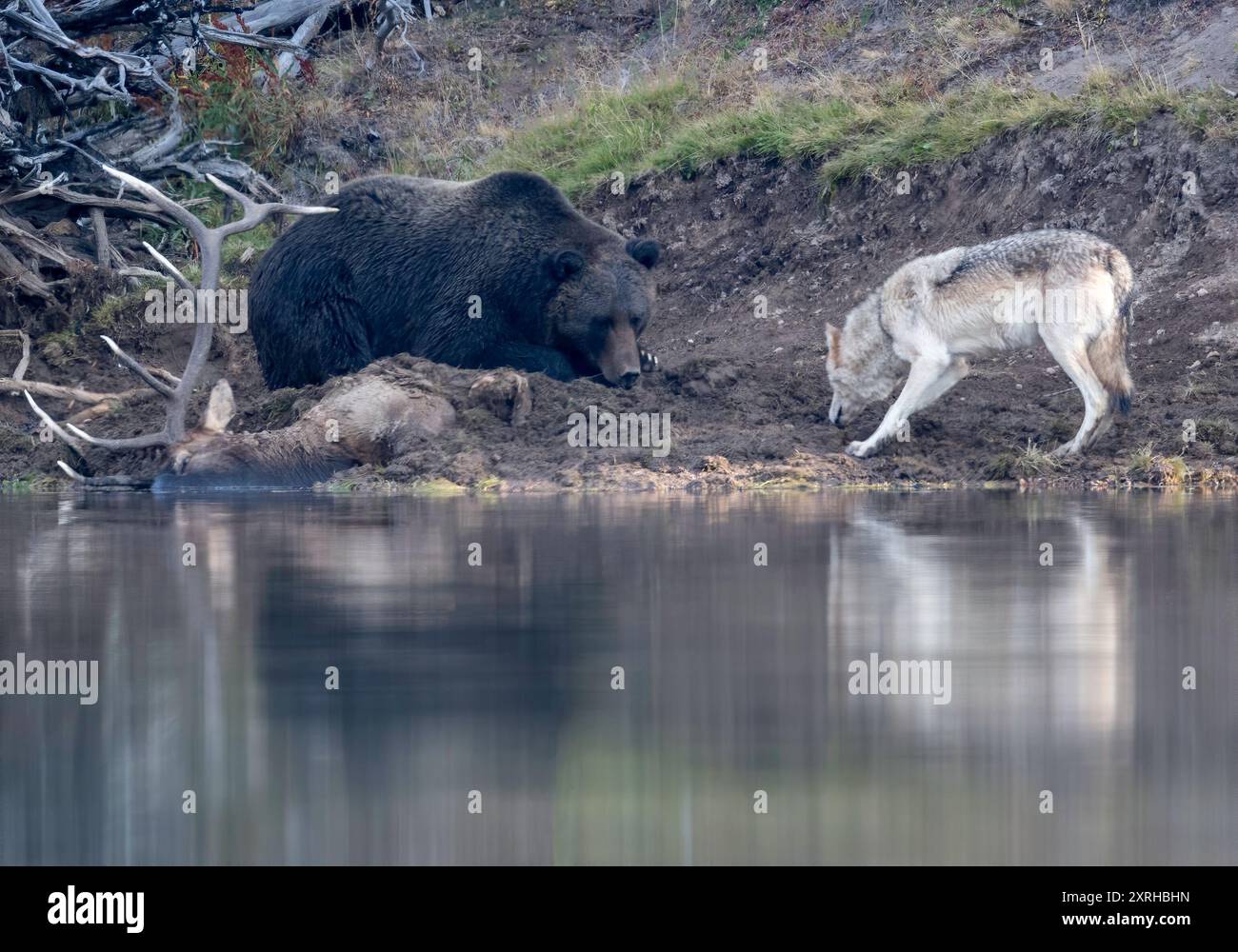 L'orso grizzly 791 (Ursus arctos horribilis) si staglia sopra l'alce toro delle Montagne Rocciose uccidendo con il lupo grigio del branco di Wapiti, nel Parco Nazionale di Yellowstone Foto Stock