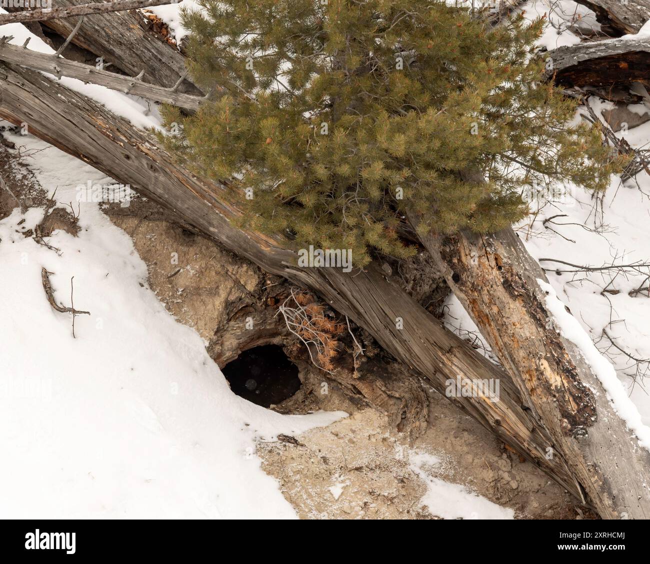 Black Bear Den in inverno, Yellowstone, National Park, Wyoming Foto Stock