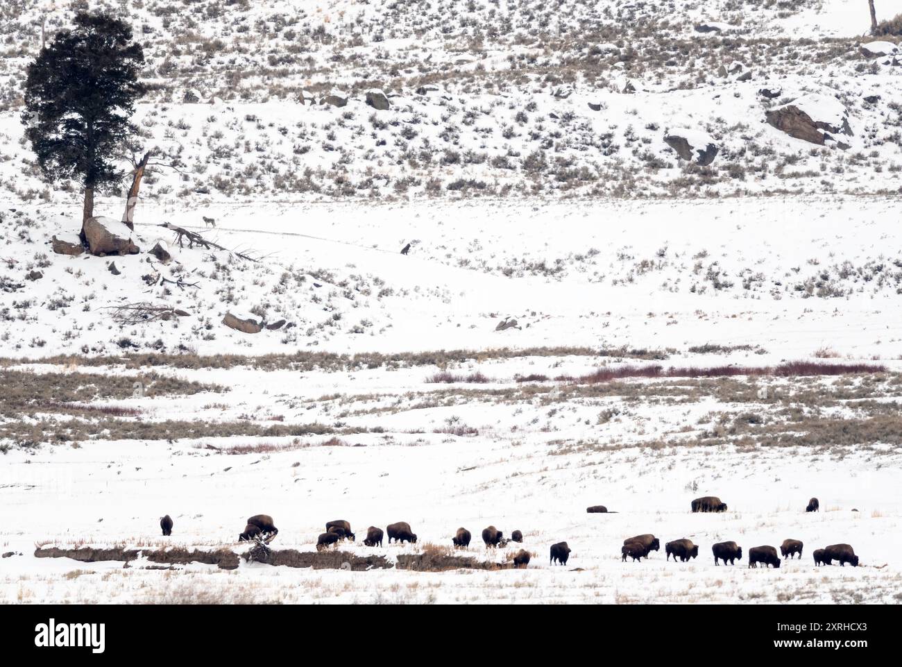 Gray Wolf (Canis lupus) Junction Butte nel loro rifugio, Yellowstone National Park, Wyoming Foto Stock