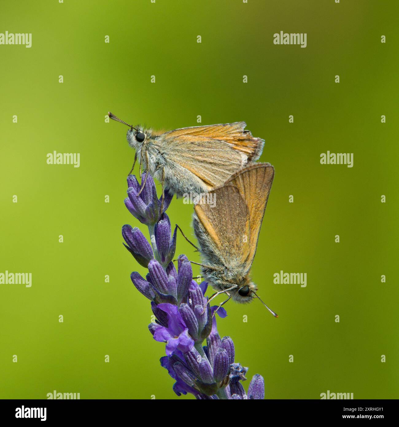 Farfalla Ochlodes sylvanus, nota anche come grande skipper farfalla che si accoppia e si nutre del fiore di levandro in fiore. Foto Stock