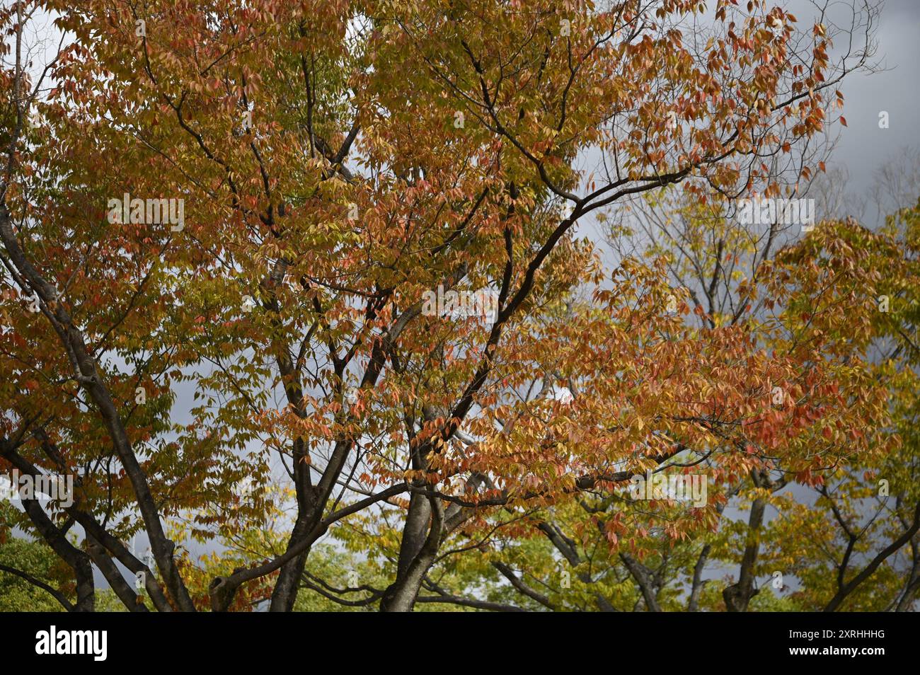 Paesaggio con vista panoramica di un albero di Acer palmatum con foglie autunnali conosciuto come albero d'acero giapponese nel giardino Shukkei-en di Hiroshima, Giappone. Foto Stock