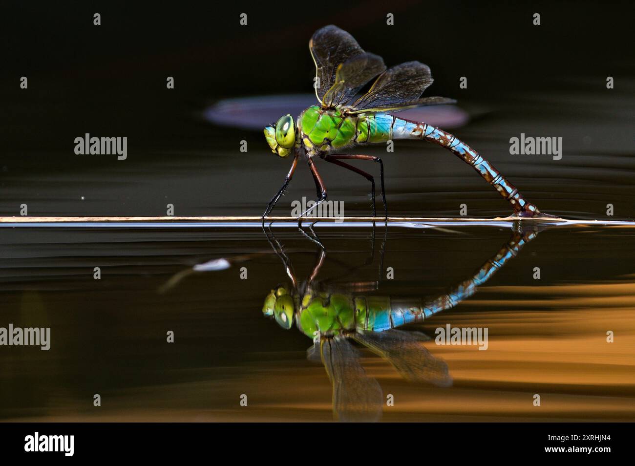 Dragonfly aeshna mixta, alias dragonfly falco migrante, sta deponendo uova in acqua. Bel riflesso sulla superficie dell'acqua. Foto Stock