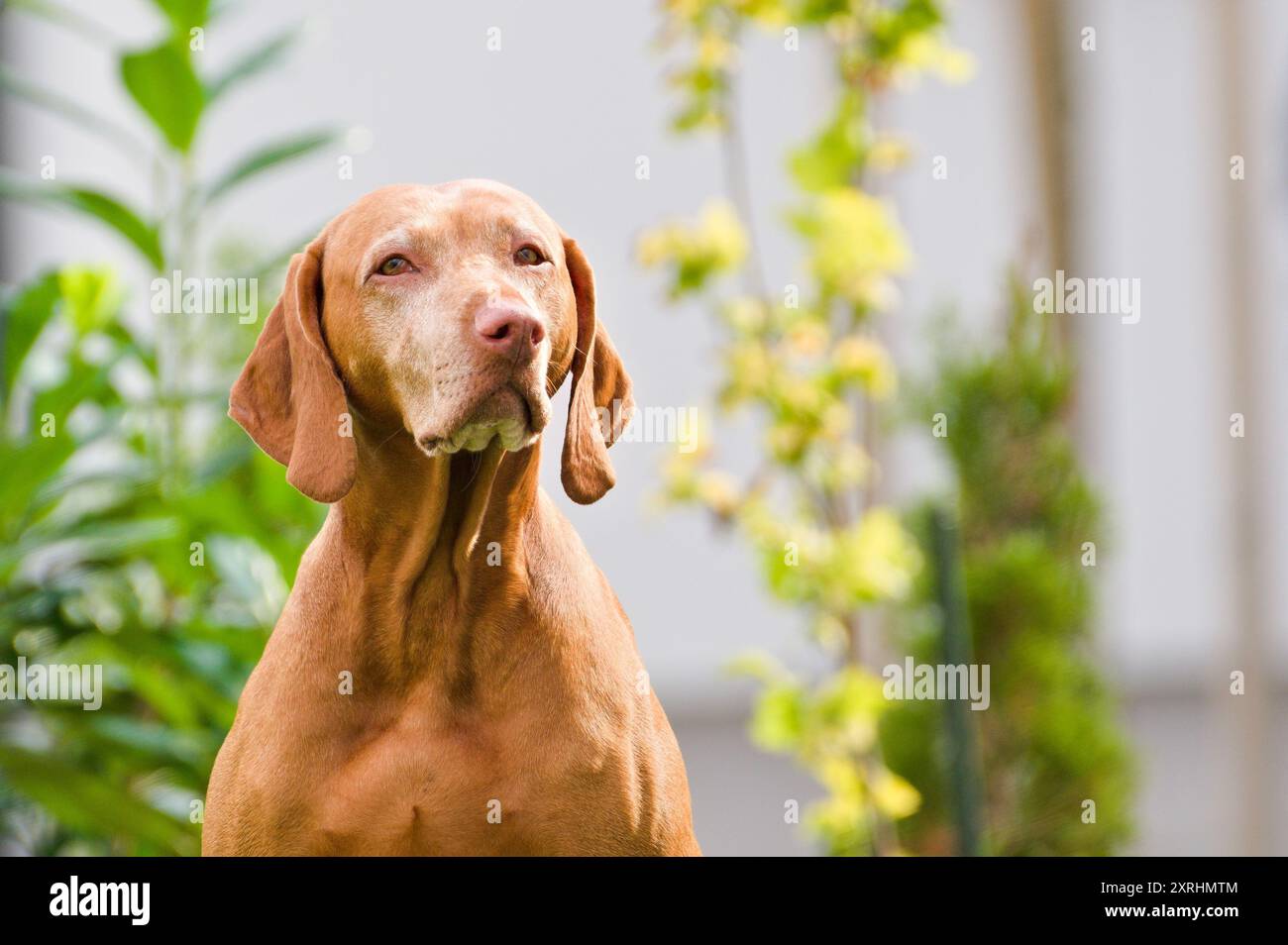 Ritratto di Vizsla, anche noto come cane di punta ungherese dai capelli corti. Foto Stock