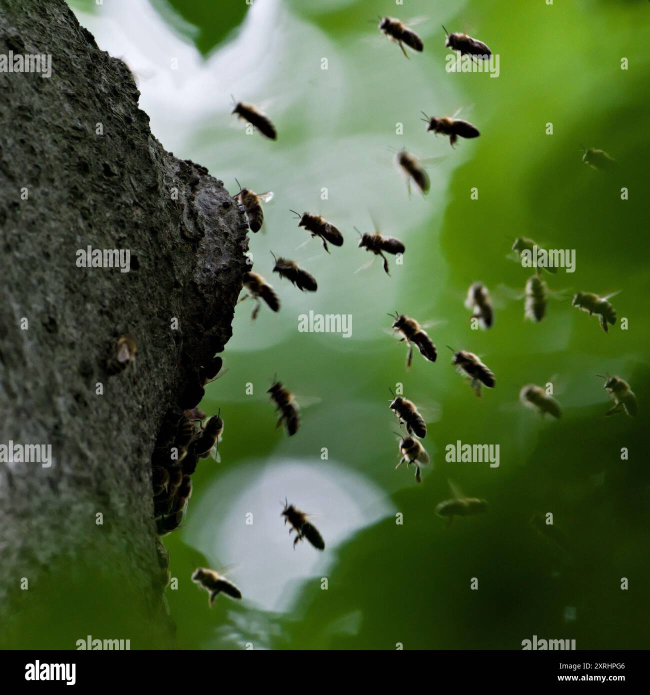 Apis mellifera selvatica nido di api mellifere nella foresta. Foto Stock