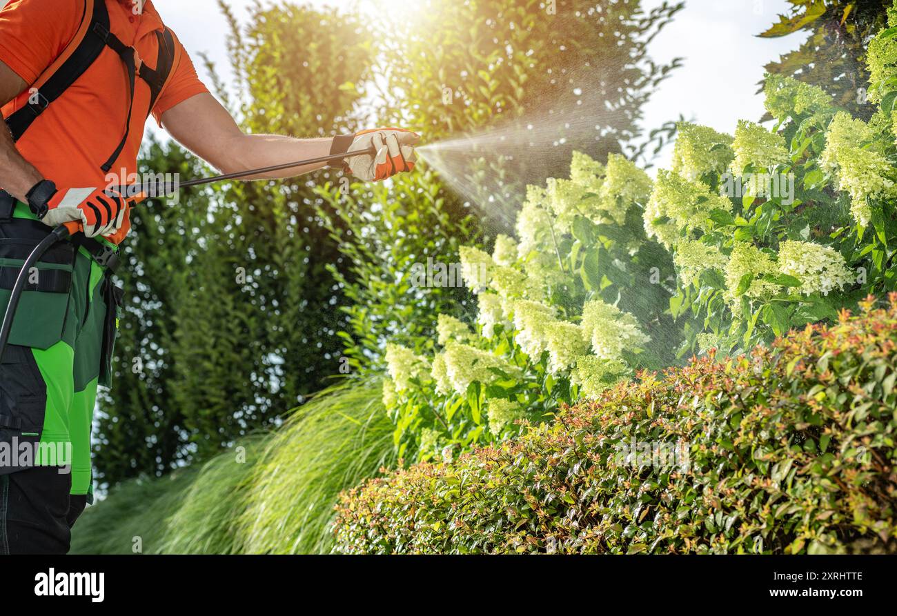Un giardiniere applica spray alle piante in fiore in un giardino lussureggiante, evidenziando il sole brillante e il fogliame sano. Foto Stock