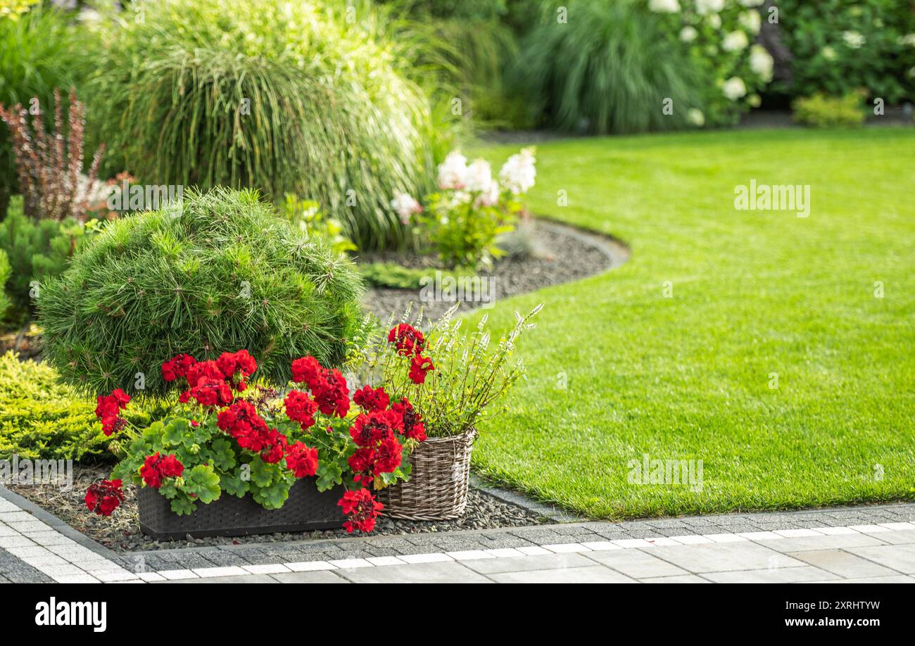 I vivaci gerani rossi fioriscono in un giardino delimitato da erba ben rifilata e piante ornamentali. Foto Stock