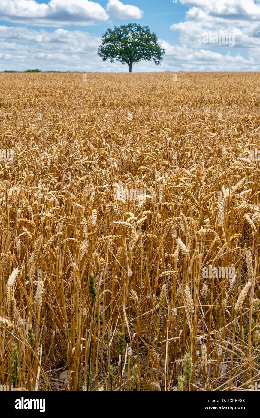 Un albero solitario sullo skyline in un campo di grano, Warwickshire, Inghilterra. Foto Stock