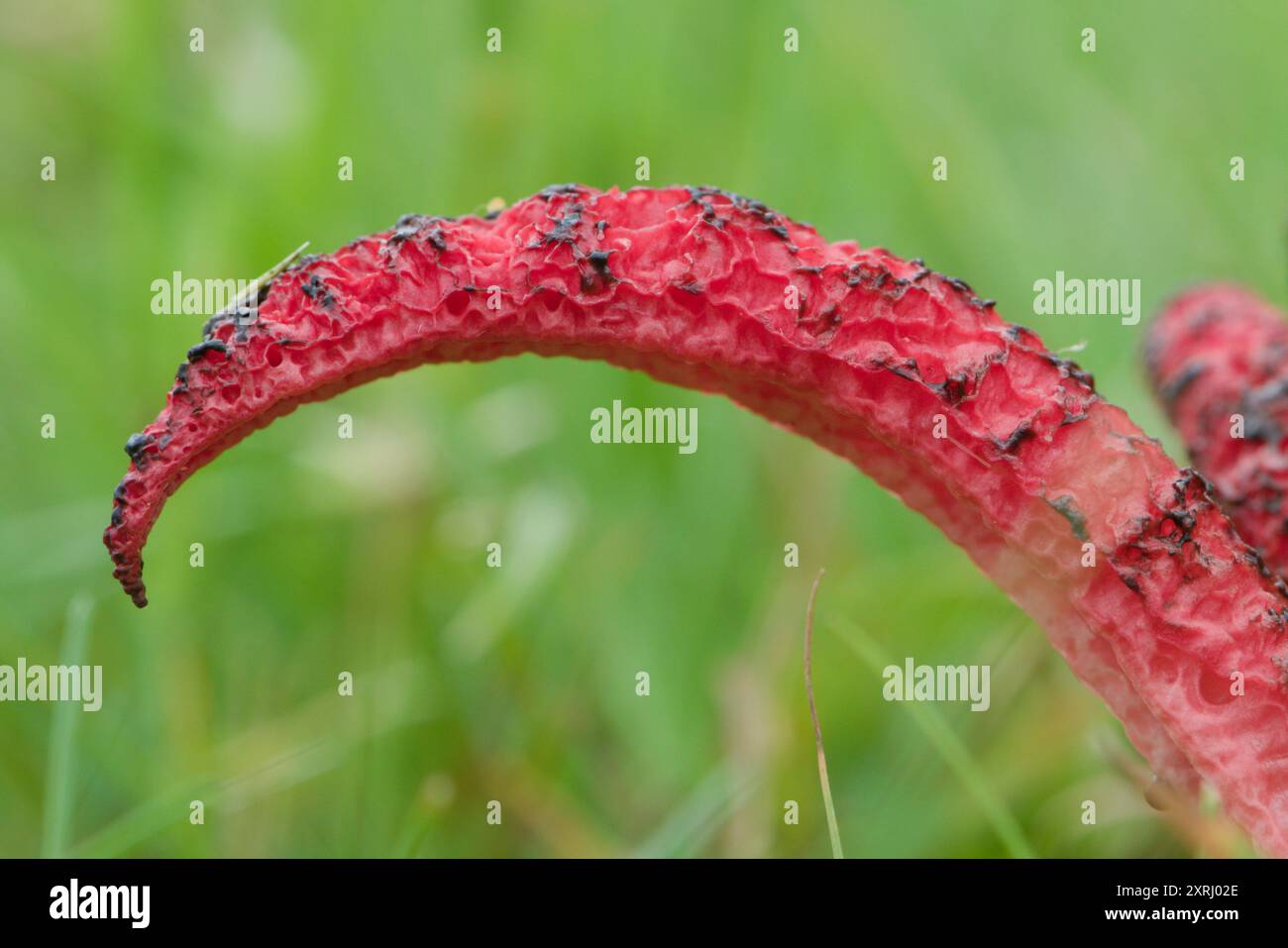 Fungo molto puzzolente Clathrus archeri, noto anche come corno di polpo con tentacoli rossi. Insetto che attira la puzza. Sembra alieno. Foto Stock