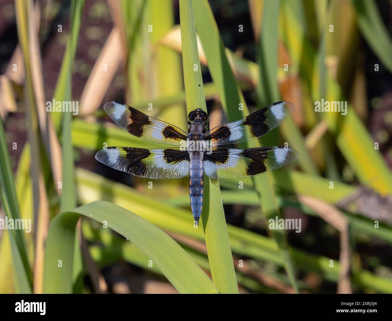 Vista dorsale di una splendida libellula (Libellula forensis) che riposa su una foglia di bullrush Foto Stock