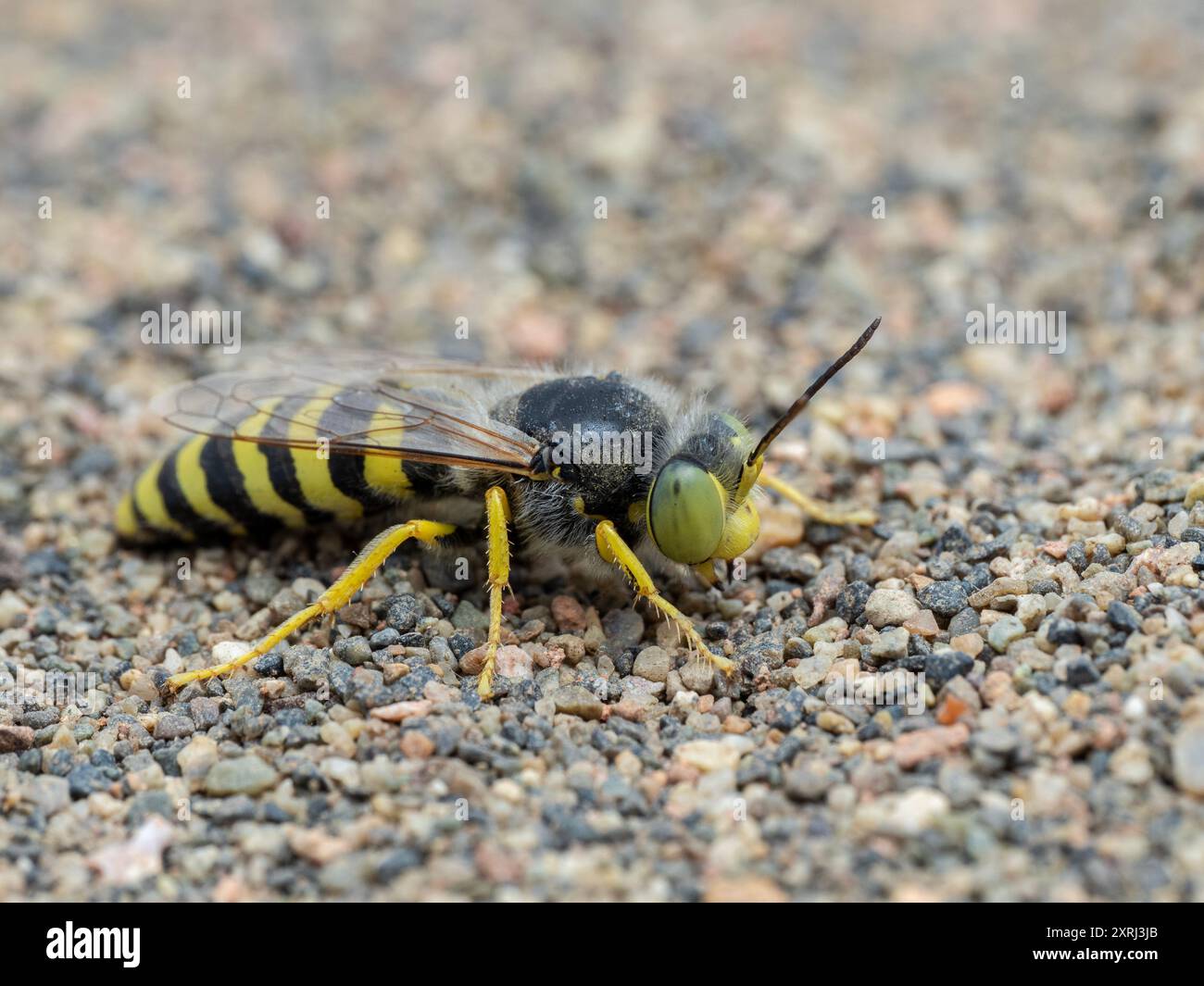 Vespa di sabbia colorata ma polverosa (Bembix americana), appoggiata sulla sabbia Foto Stock