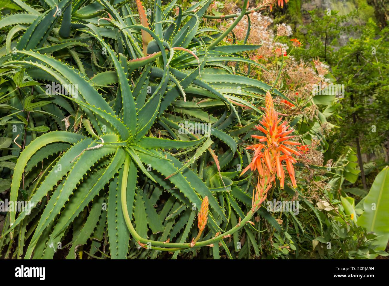 Candelabra Aloe - Aloe arborescens Foto Stock