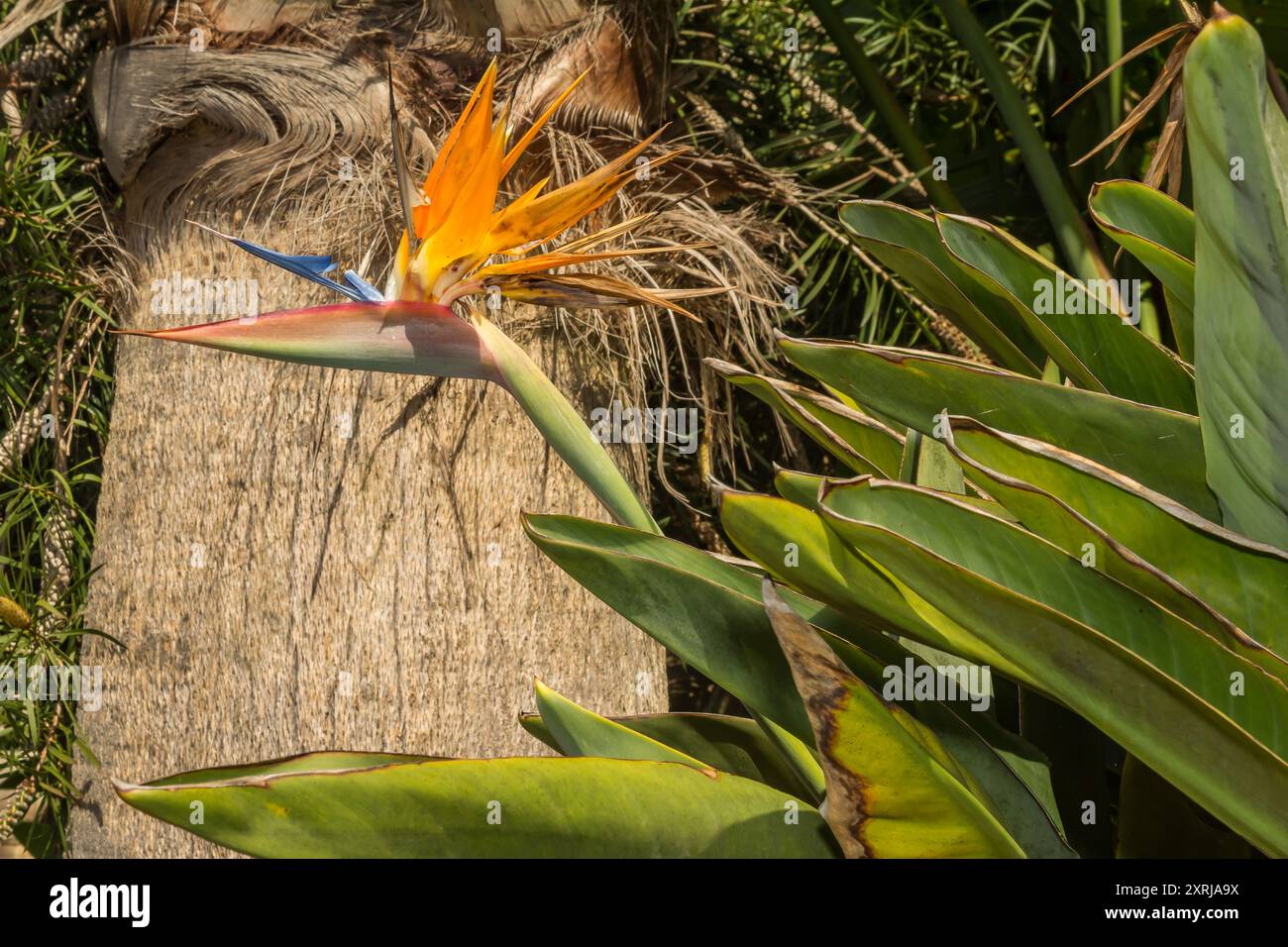 Bird of Paradise - Strelitzia reginae Foto Stock
