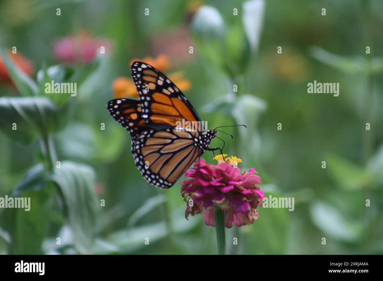 Monarch Butterfly a Benton Park-St Louis, Missouri, Stati Uniti Foto Stock