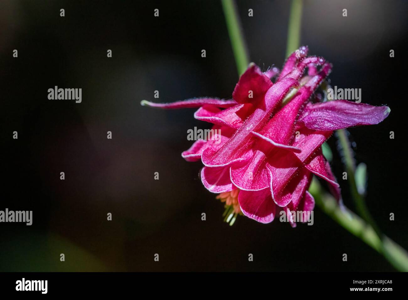 Issaquah, Washington, Stati Uniti. Fiore di Coumbine Foto Stock