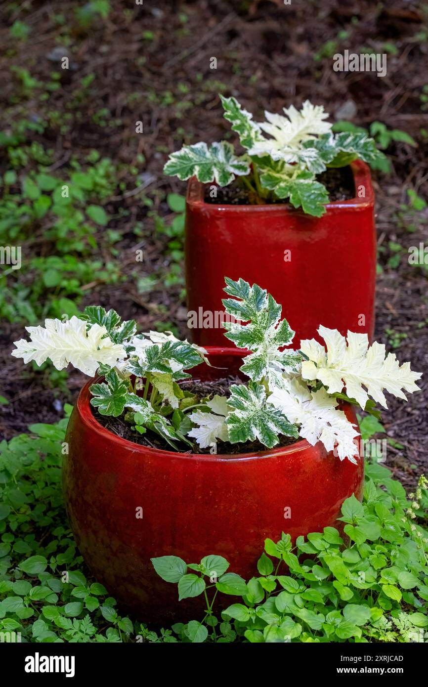 Issaquah, Washington, Stati Uniti. Bear's Breeches, Acanthus 'Whitewater' che cresce in vasi di ceramica rossa Foto Stock