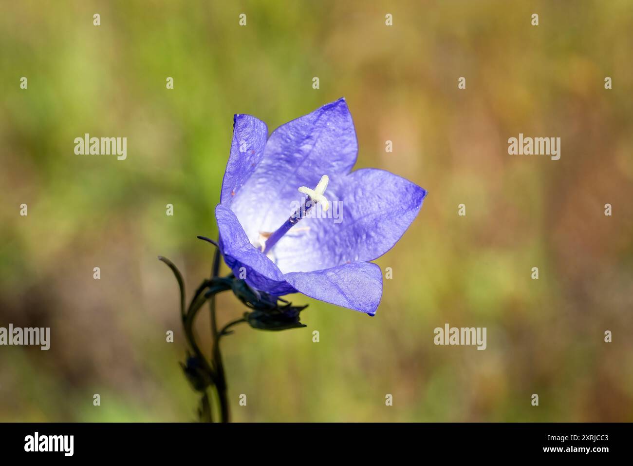 Mima Mounds Natural area Preserve vicino a Olympia, Washington, Stati Uniti. Un fiore selvatico comune di Harebell Foto Stock