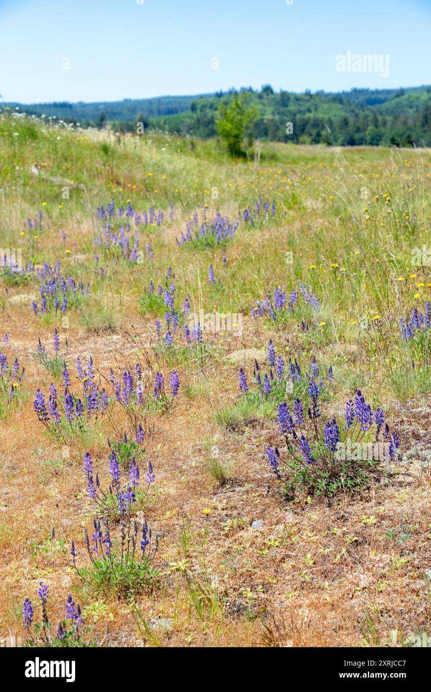 Mima Mounds Natural area Preserve vicino a Olympia, Washington, Stati Uniti. Praire Lupine (Lupinus lepidus) fiori selvatici Foto Stock