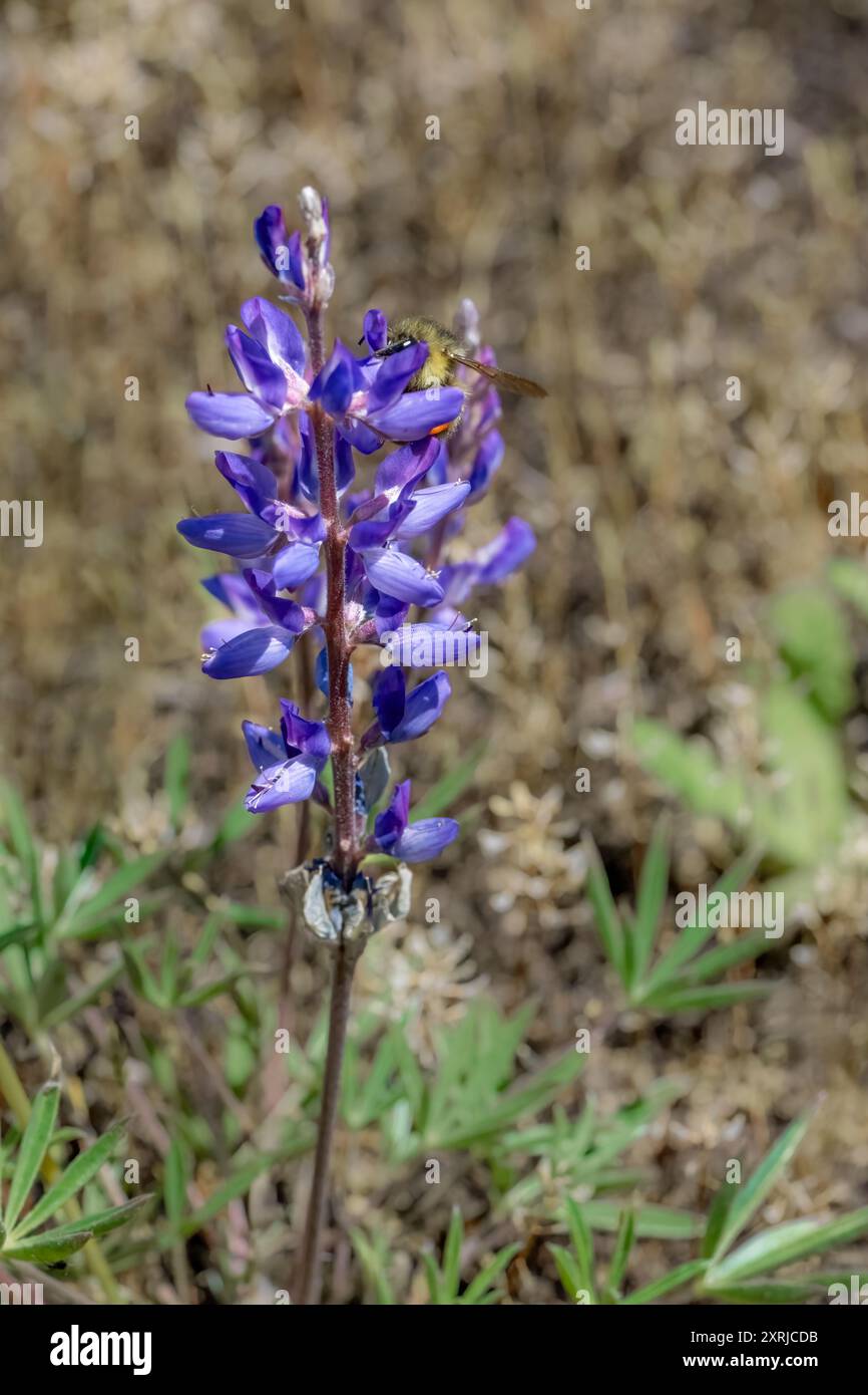 Mima Mounds Natural area Preserve vicino a Olympia, Washington, Stati Uniti. Praire Lupine (Lupinus lepidus) fiore selvatico con bumblebee Foto Stock