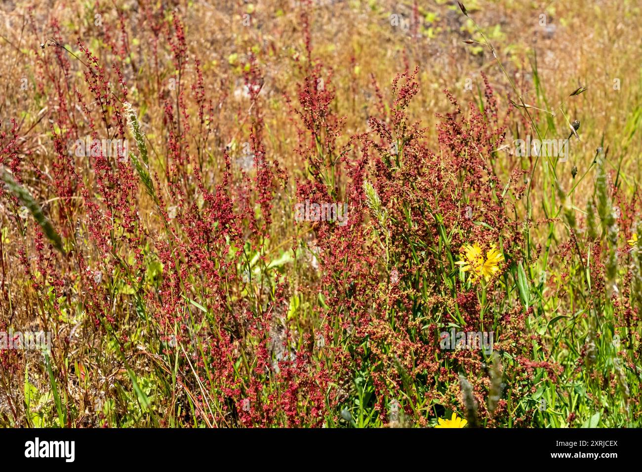 Mima Mounds Natural area Preserve vicino a Olympia, Washington, Stati Uniti. Sorrel di pecora (Rumex acetosella). NOTO ANCHE COME Red sorrel, Field sorrel e Aour Weed. Foto Stock