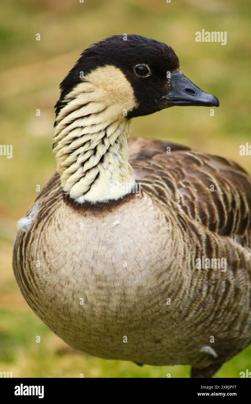 Nene Goose, Maui Hawaii Foto Stock