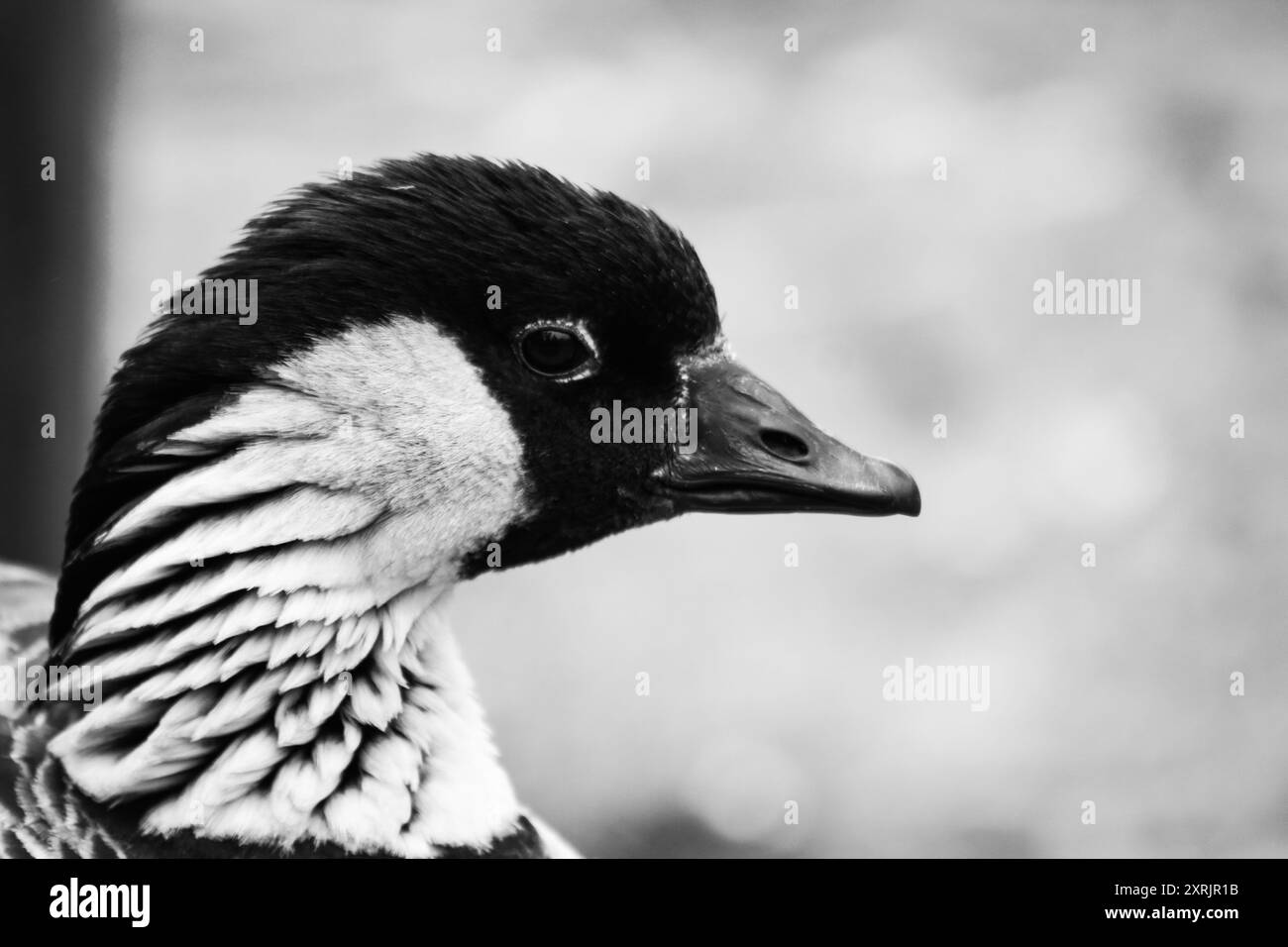 Nene Goose, Maui Hawaii Foto Stock