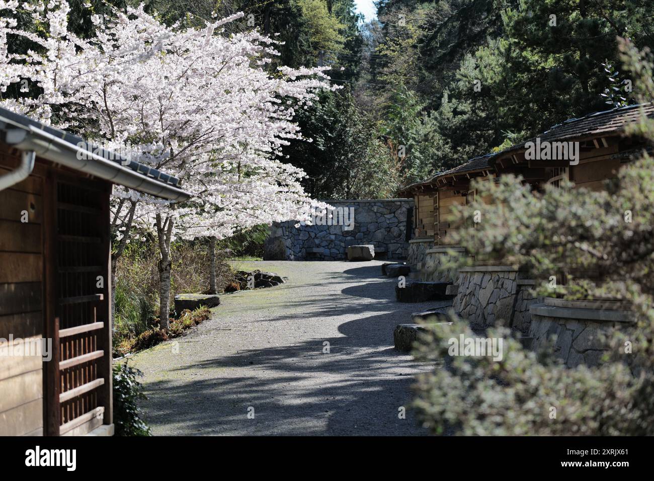 Fiori di ciliegio al memoriale dell'esclusione giapponese-americana, un parco storico nazionale, sull'isola di Bainbridge, Washington Foto Stock