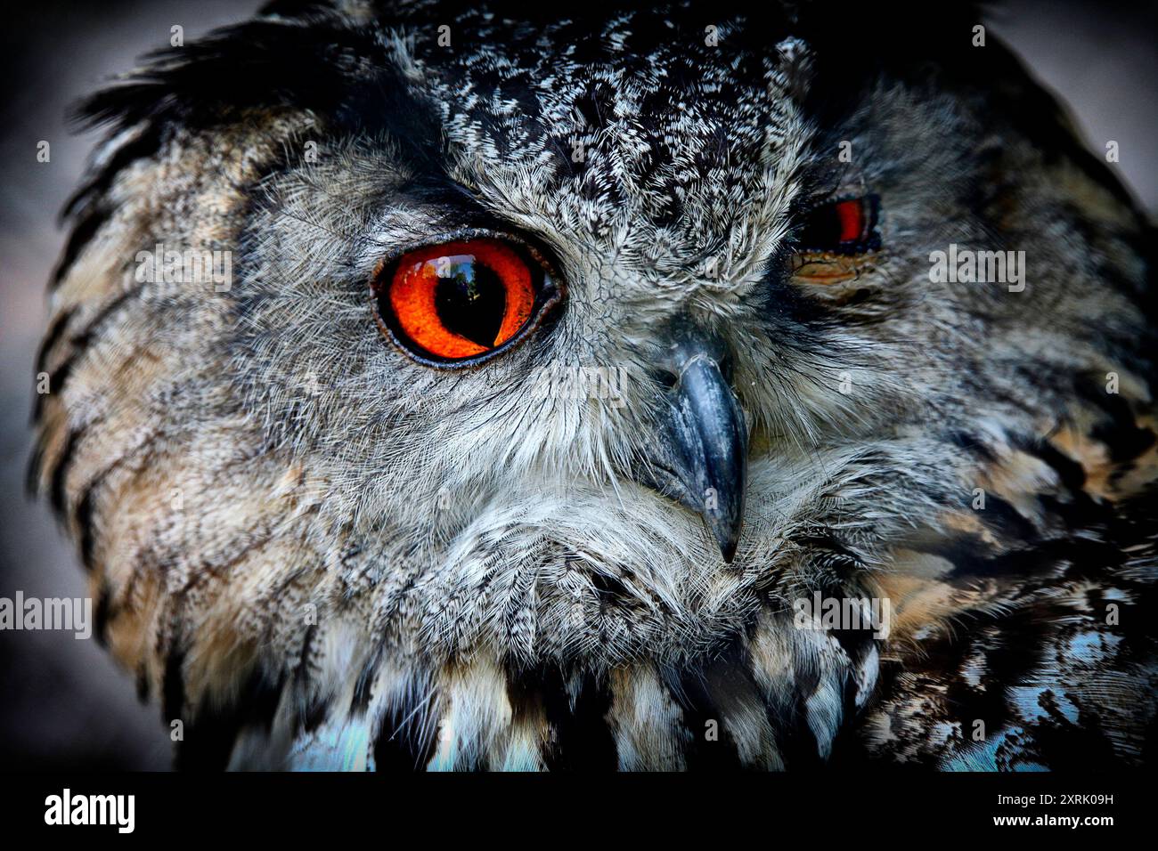 Eagle Owl Bird Nature Look Foto Stock