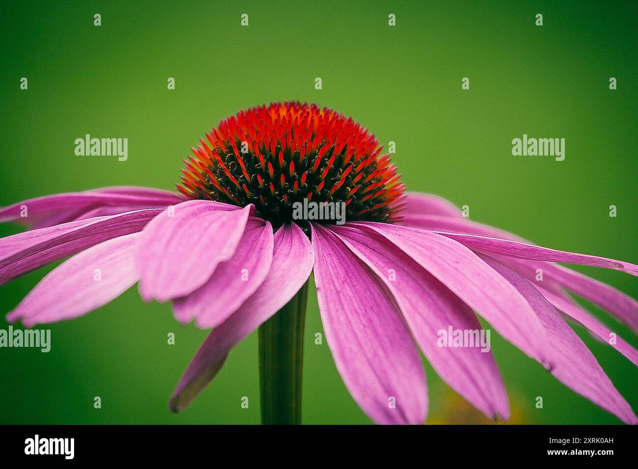 Foto della pianta medicinale Echinacea Foto Stock