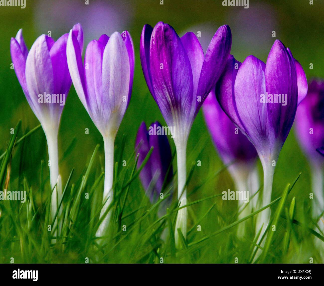 croci in un parco in primavera Foto Stock