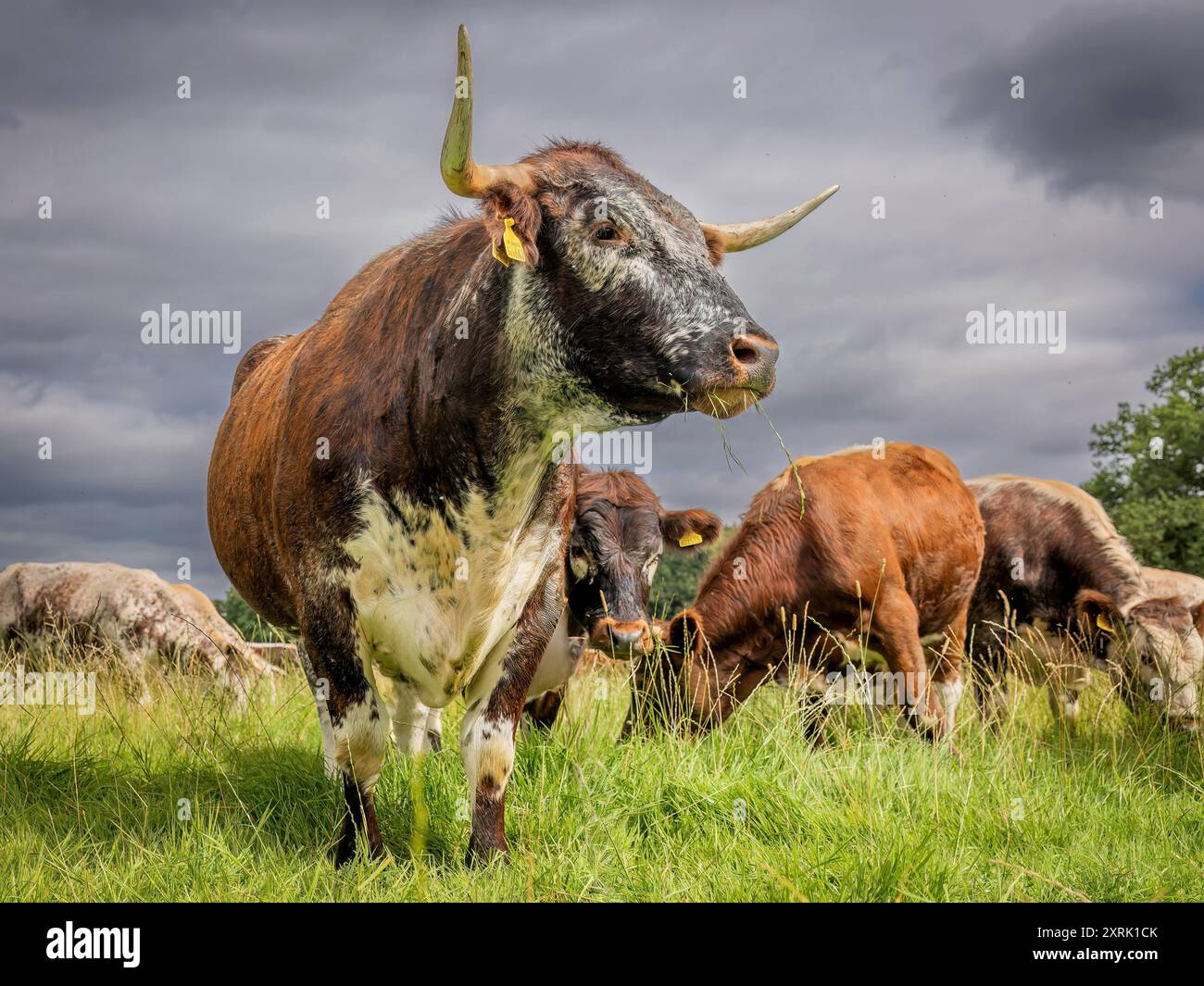 Mucca Longhorn inglese che pascola in un pascolo rurale nella campagna inglese, una razza bovina tradizionale nativa britannica. Foto Stock
